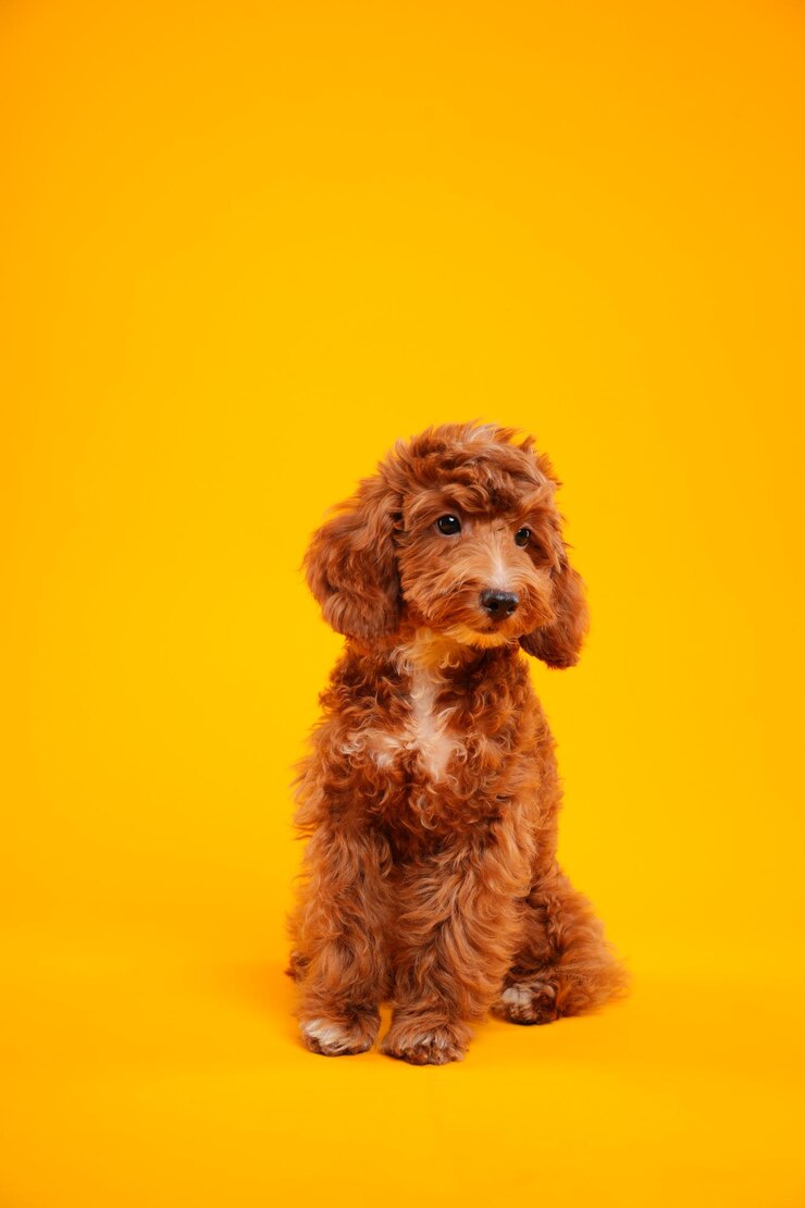 Photo dog on a background studio photo of a dog pet