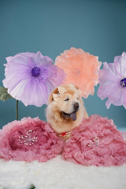 Photo dog on a blue background studio photo of a dog pet