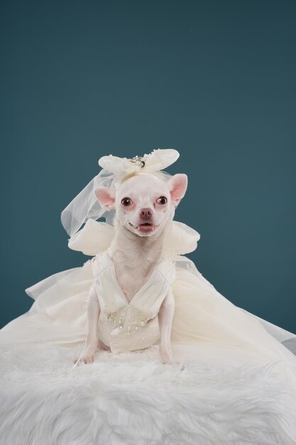 Photo photo dog on a blue background studio photo of a dog pet