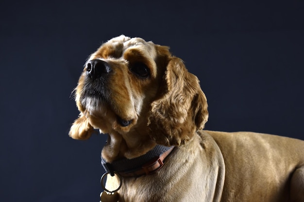 Photo of a dog Cocker Spaniel on a black background