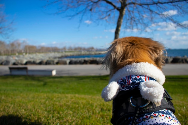 Foto foto del cane in attesa sulla spiaggia