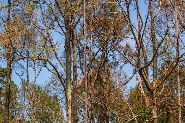 青空を背景に乾いたドリアンの木の写真