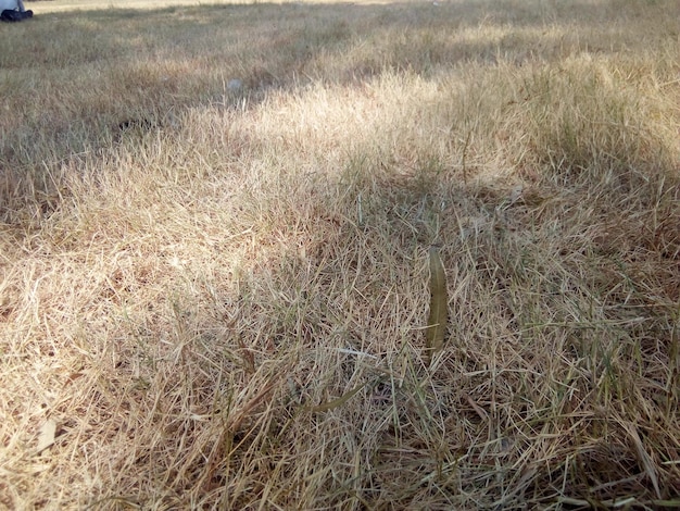 Photo a photo of dry grass