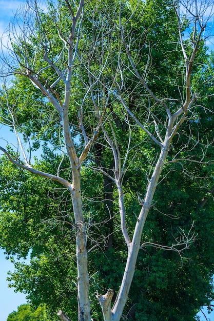 Photo of dry and living tree at summer