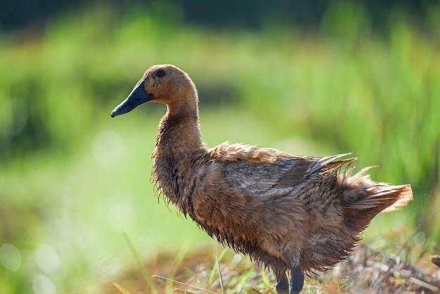 Photo photo ducks sunbathe in the rice fields