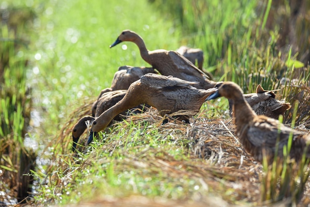 Photo ducks sunbathe in the rice fields