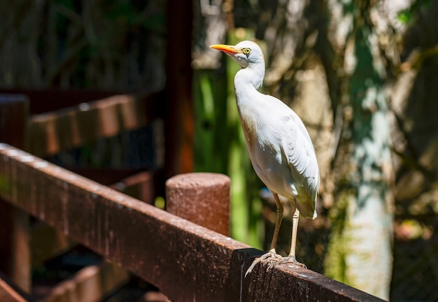 Photo of an Egyptian heron Large white bird on fence Disheveled head Expressive pose portrait