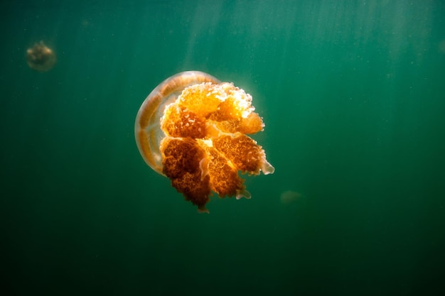 パラオ島の湖に生息する固有種の金色のクラゲの写真。