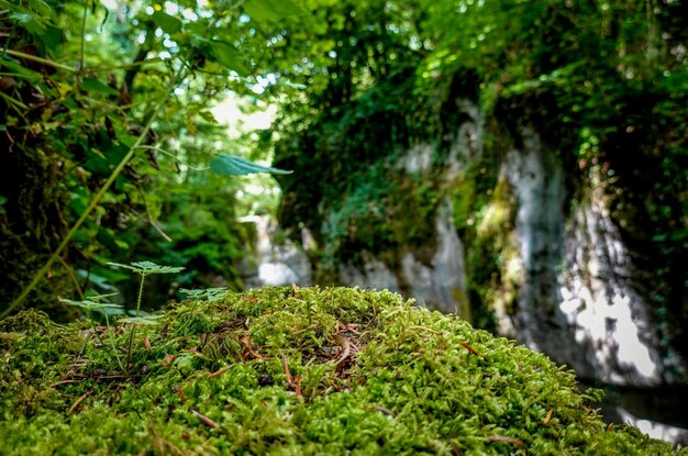 Photo of fairytale forest green