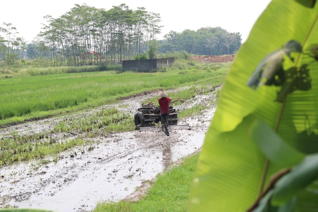 Photo of a farmer plowing the field in the morning