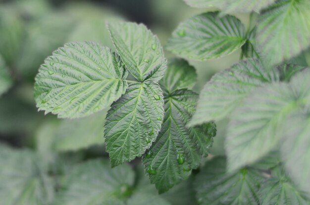 라즈베리 부시에서 몇 가지 녹색 잎의 사진