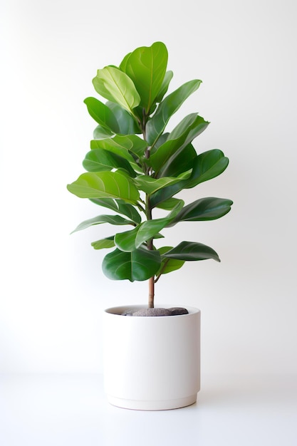 흰색 테이블에 가정 장식을 위한 houseplant로 미니멀한 냄비에 Ficus lyrata의 사진