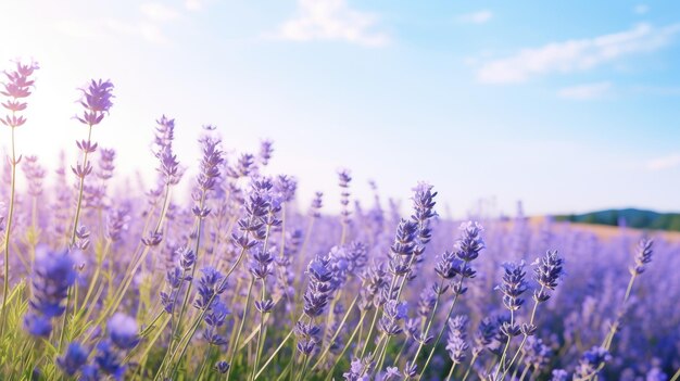 A photo of a field of lavender with blue flowers and a clear blue sky soft morning light