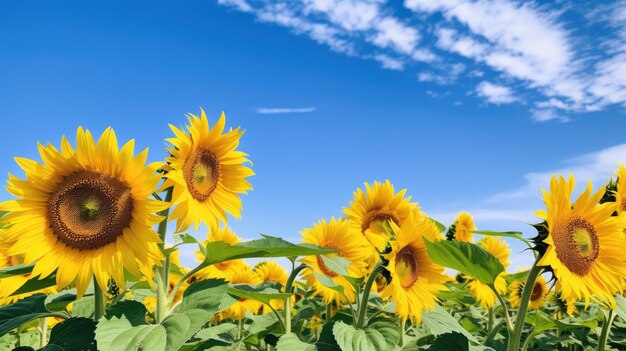 A photo of a field of sunflowers clear blue sky