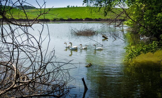 Photo of flock of gooses swimming in pond at field