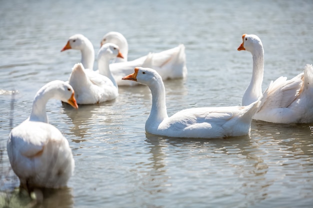 Photo of flock of gooses on water