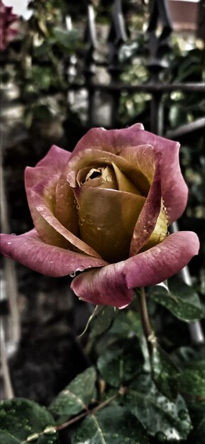 Photo of a flower, rose, dew.