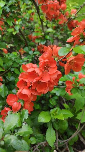 photo of flowering quince branch