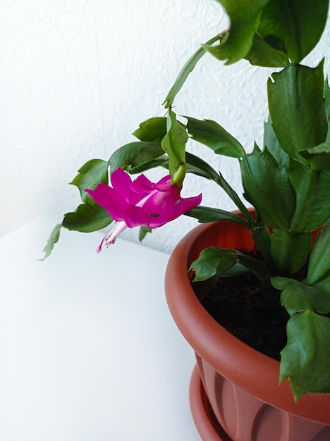 Photo of a flowering zigocactus plant