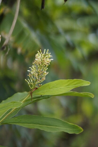 Photo photo of flowers from the galangal plant