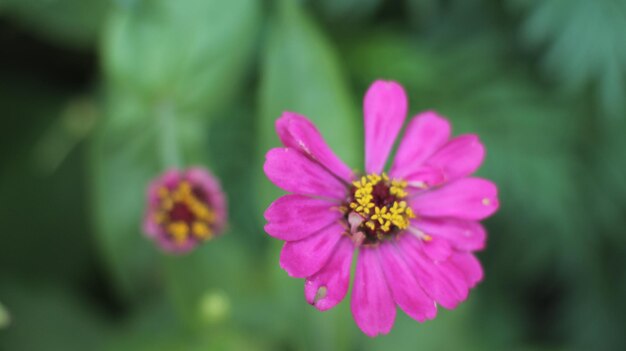 写真花プレミアム