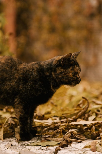 Photo of a fluffy gray cat in the autumn garden