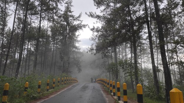 Photo photo of a foggy road in a pine forest