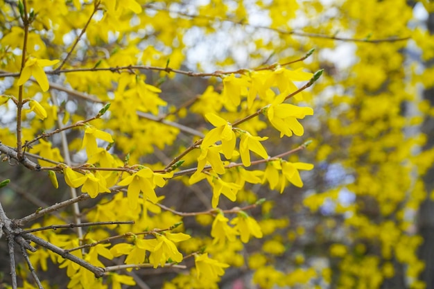 A photo of forsythia in springtime