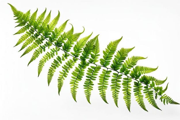 Photo photo fresh fern branch isolated on white background