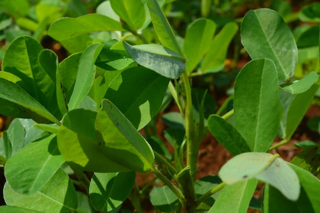 Photo of fresh flowers and green plants