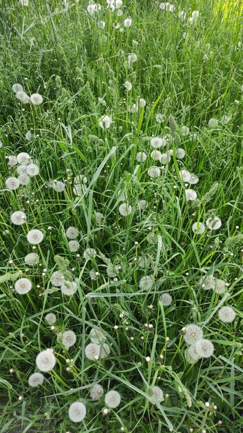 新鮮な緑の草とタンポポの写真