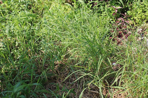 Photo of fresh green grass in the morning