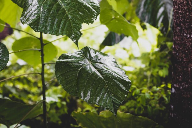 Photo of fresh leaves