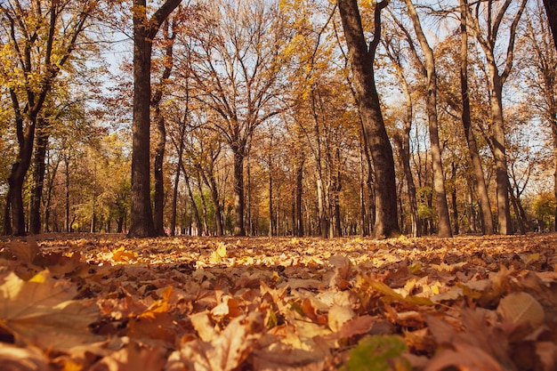 Foto da terra di un parco autunnale con foglie cadute e una luce solare del tramonto