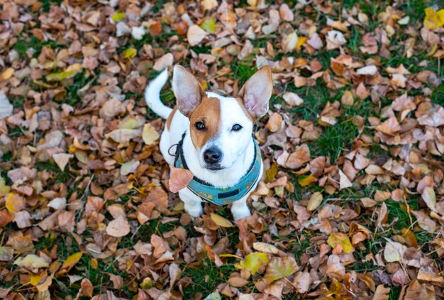 Photo from the top of the dog breed Jack Russell Terrier sits on dry yellow leaves in the forest in autumn in a blue harness with a pattern of lemon. Looking with interest to the camera