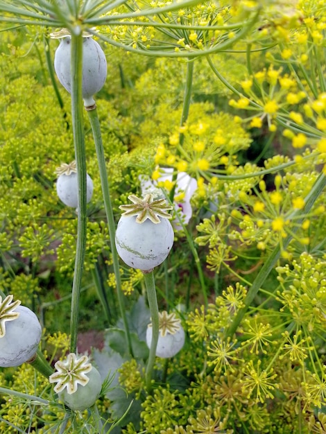 Photo of garden decorative poppy pods