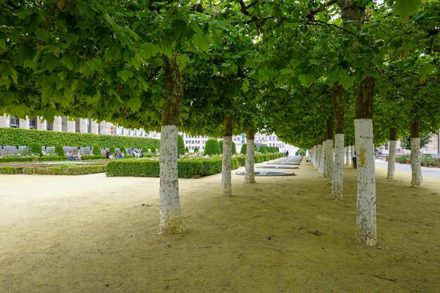 Photo of garden green landscaping