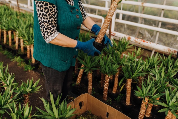 Photo of gloved woman hand holding weed and tool removing it from soil