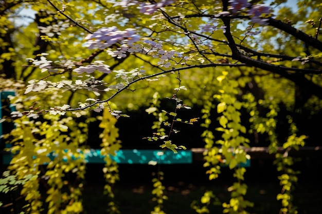 春に ⁇ く金色のシャワー花の写真