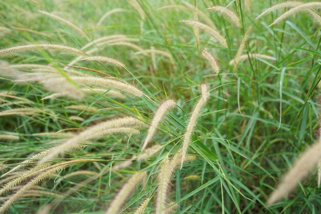 Photo of grass flowers natal grass natal redtop ruby grass outdoors