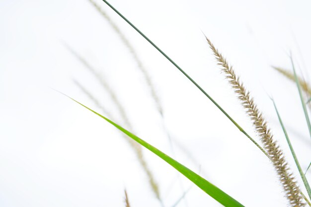 Photo of grass flowers natal grass natal redtop ruby grass outdoors