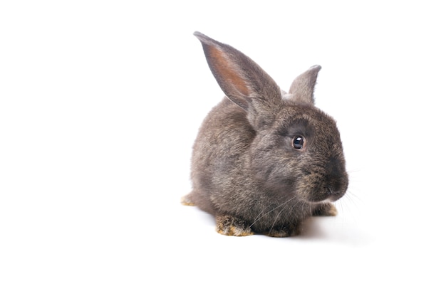 Photo gray rabbit on a white