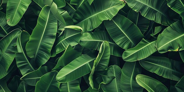 Photo of Green Banana Leaf Background