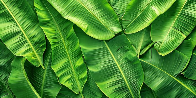 Photo of Green Banana Leaf Background