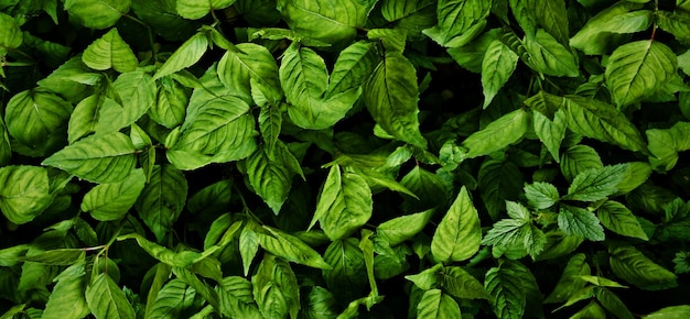 녹색의 아름다운 식물 사진