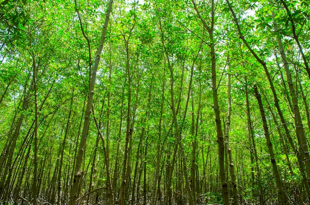 Photo of green fertile mangrove forests of Thailand.