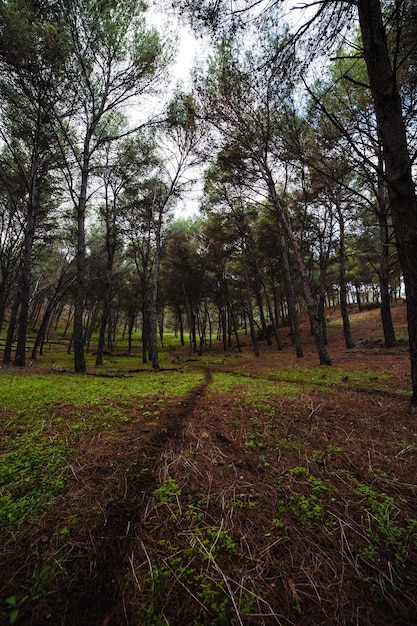 Photo of the green forest with a small path