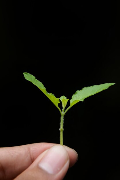 Foto foto foglia verde su sfondo nero