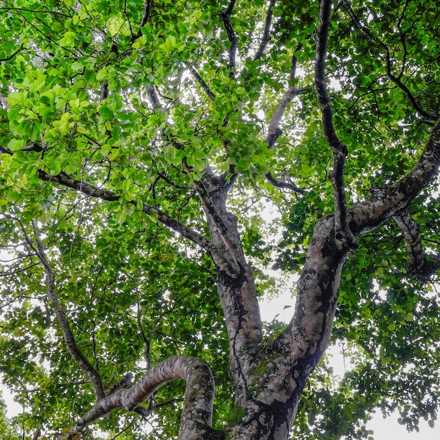 Photo of green leaves and trees with a very natural rating in the wild forests of asia