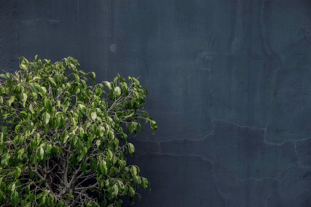 Photo of a green plant. Wall